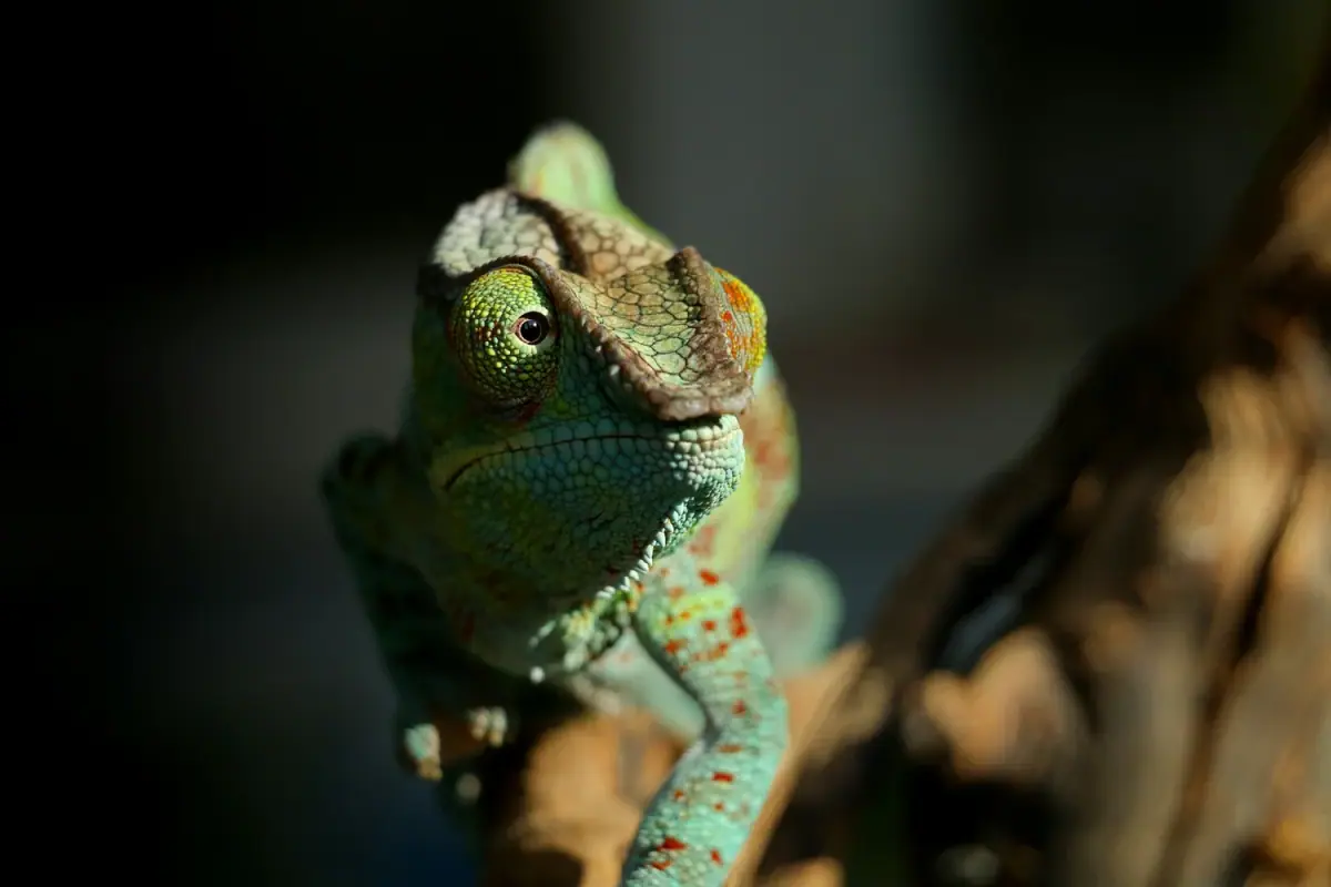 Close-up of a chameleon perched on a branch, with textured green and orange scales, dark eyes, and a dark background.